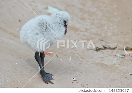 火烈鳥的孩子 火烈鳥的孩子 142855057