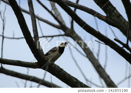 Black-collared Starling Perched on Tree Branch Holding Prey in Beak Black-collared Starling Perched on Tree Branch Holding Prey in Beak 142855190