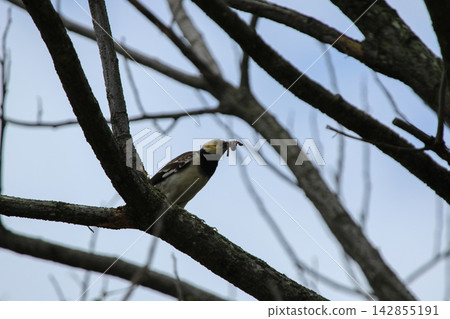 Black-collared Starling Perched on Tree Branch Holding Prey in Beak Black-collared Starling Perched on Tree Branch Holding Prey in Beak 142855191