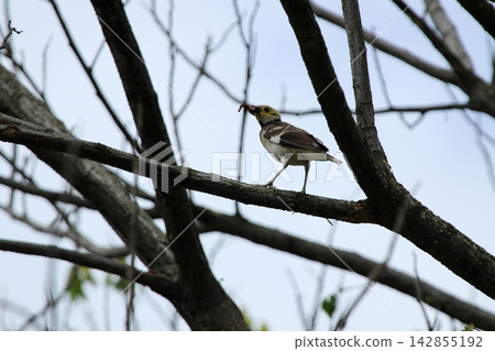 Black-collared Starling Perched on Tree Branch Holding Prey in Beak Black-collared Starling Perched on Tree Branch Holding Prey in Beak 142855192