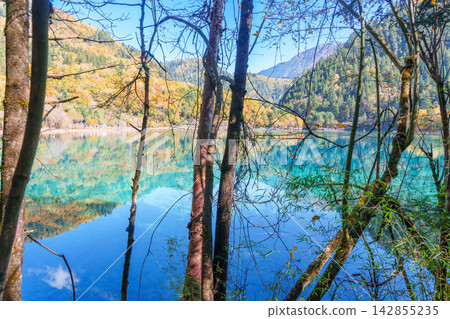 Scenery Jiuzhaigou national park in Sichuan, China. Beautiful Five Flower Lake in Autumn season. Famous Landmark and Vacation near Chengdu, China. Asia travel concept Scenery Jiuzhaigou national park in Sichuan, China. Beautiful Five Flower Lake in Autumn season. Famous Landmark and Vacation near Chengdu, China. Asia travel concept 142855235