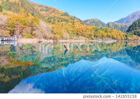 Scenery Jiuzhaigou national park in Sichuan, China. Beautiful Five Flower Lake in Autumn season. Famous Landmark and Vacation near Chengdu, China. Asia travel concept Scenery Jiuzhaigou national park in Sichuan, China. Beautiful Five Flower Lake in Autumn season. Famous Landmark and Vacation near Chengdu, China. Asia travel concept 142855238