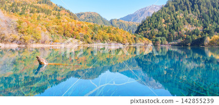 Scenery Jiuzhaigou national park in Sichuan, China. Beautiful Five Flower Lake in Autumn season. Famous Landmark and Vacation near Chengdu, China. Asia travel concept Scenery Jiuzhaigou national park in Sichuan, China. Beautiful Five Flower Lake in Autumn season. Famous Landmark and Vacation near Chengdu, China. Asia travel concept 142855239