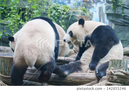 Cute Giant Panda, Ailuropoda melanoleuca or panda bear in forest at Chengdu Panda Breeding Research Center Dujiangyan. landmark and popular for tourists attractions in Chengdu, China. Cute Giant Panda, Ailuropoda melanoleuca or panda bear in forest at Chengdu Panda Breeding Research Center Dujiangyan. landmark and popular for tourists attractions in Chengdu, China. 142855246