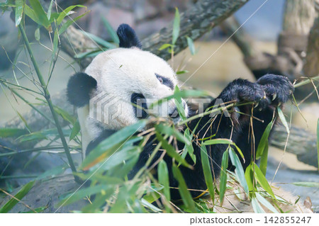 Cute Giant Panda, Ailuropoda melanoleuca or panda bear in forest at Chengdu Panda Breeding Research Center Dujiangyan. landmark and popular for tourists attractions in Chengdu, China. Cute Giant Panda, Ailuropoda melanoleuca or panda bear in forest at Chengdu Panda Breeding Research Center Dujiangyan. landmark and popular for tourists attractions in Chengdu, China. 142855247