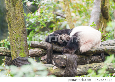 Cute Giant Panda, Ailuropoda melanoleuca or panda bear in forest at Chengdu Panda Breeding Research Center Dujiangyan. landmark and popular for tourists attractions in Chengdu, China. Cute Giant Panda, Ailuropoda melanoleuca or panda bear in forest at Chengdu Panda Breeding Research Center Dujiangyan. landmark and popular for tourists attractions in Chengdu, China. 142855248