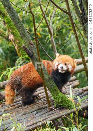 Cute Red Panda, Ailurus fulgens or lesser panda in forest at Chengdu Panda Breeding Research Center Dujiangyan. landmark and popular for tourists attractions in Chengdu, China. Travel and Vacation Cute Red Panda, Ailurus fulgens or lesser panda in forest at Chengdu Panda Breeding Research Center Dujiangyan. landmark and popular for tourists attractions in Chengdu, China. Travel and Vacation 142855249