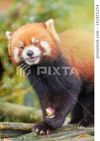 Cute Red Panda, Ailurus fulgens or lesser panda in forest at Chengdu Panda Breeding Research Center Dujiangyan. landmark and popular for tourists attractions in Chengdu, China. Travel and Vacation Cute Red Panda, Ailurus fulgens or lesser panda in forest at Chengdu Panda Breeding Research Center Dujiangyan. landmark and popular for tourists attractions in Chengdu, China. Travel and Vacation 142855254
