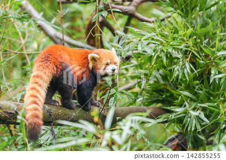 Cute Red Panda, Ailurus fulgens or lesser panda in forest at Chengdu Panda Breeding Research Center Dujiangyan. landmark and popular for tourists attractions in Chengdu, China. Travel and Vacation Cute Red Panda, Ailurus fulgens or lesser panda in forest at Chengdu Panda Breeding Research Center Dujiangyan. landmark and popular for tourists attractions in Chengdu, China. Travel and Vacation 142855255