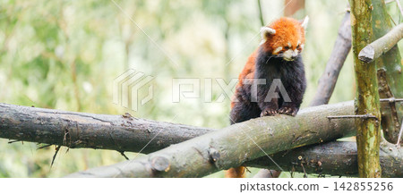 Cute Red Panda, Ailurus fulgens or lesser panda in forest at Chengdu Panda Breeding Research Center Dujiangyan. landmark and popular for tourists attractions in Chengdu, China. Travel and Vacation Cute Red Panda, Ailurus fulgens or lesser panda in forest at Chengdu Panda Breeding Research Center Dujiangyan. landmark and popular for tourists attractions in Chengdu, China. Travel and Vacation 142855256