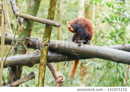 Cute Red Panda, Ailurus fulgens or lesser panda in forest at Chengdu Panda Breeding Research Center Dujiangyan. landmark and popular for tourists attractions in Chengdu, China. Travel and Vacation Cute Red Panda, Ailurus fulgens or lesser panda in forest at Chengdu Panda Breeding Research Center Dujiangyan. landmark and popular for tourists attractions in Chengdu, China. Travel and Vacation 142855258