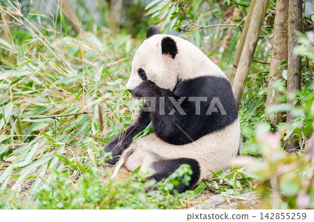 Cute Giant Panda, Ailuropoda melanoleuca or panda bear in forest at Chengdu Panda Breeding Research Center Dujiangyan. landmark and popular for tourists attractions in Chengdu, China. 142855259