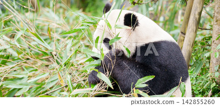 Cute Giant Panda, Ailuropoda melanoleuca or panda bear in forest at Chengdu Panda Breeding Research Center Dujiangyan. landmark and popular for tourists attractions in Chengdu, China. Cute Giant Panda, Ailuropoda melanoleuca or panda bear in forest at Chengdu Panda Breeding Research Center Dujiangyan. landmark and popular for tourists attractions in Chengdu, China. 142855260