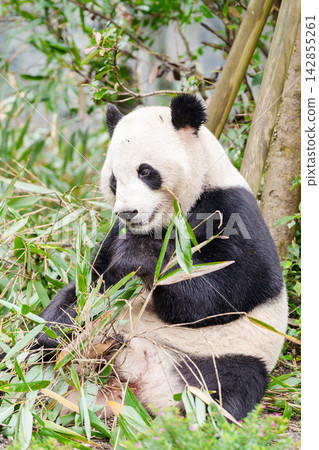 Cute Giant Panda, Ailuropoda melanoleuca or panda bear in forest at Chengdu Panda Breeding Research Center Dujiangyan. landmark and popular for tourists attractions in Chengdu, China. Cute Giant Panda, Ailuropoda melanoleuca or panda bear in forest at Chengdu Panda Breeding Research Center Dujiangyan. landmark and popular for tourists attractions in Chengdu, China. 142855261