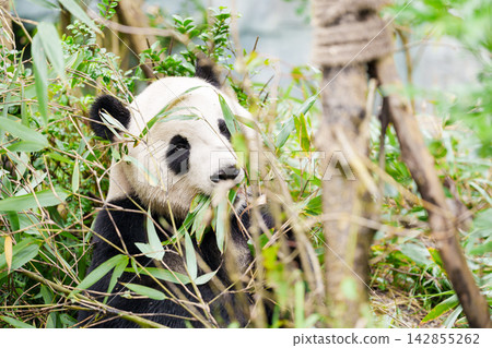 Cute Giant Panda, Ailuropoda melanoleuca or panda bear in forest at Chengdu Panda Breeding Research Center Dujiangyan. landmark and popular for tourists attractions in Chengdu, China. Cute Giant Panda, Ailuropoda melanoleuca or panda bear in forest at Chengdu Panda Breeding Research Center Dujiangyan. landmark and popular for tourists attractions in Chengdu, China. 142855262