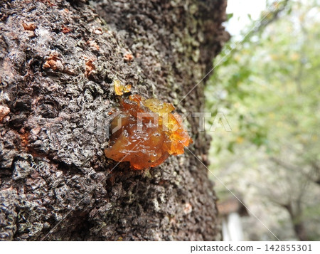 Sap exuded from the trunk of the cherry blossoms (Yani) Sap exuded from the trunk of the cherry blossoms (Yani) 142855301