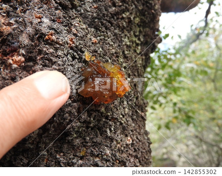 Sap exuded from the trunk of the cherry blossoms (Yani) Sap exuded from the trunk of the cherry blossoms (Yani) 142855302