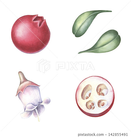 Cowberry set, whole and half berry, leaves, flower. Hand-painted watercolor illustration isolated on white for food packaging, tea, jam, desserts, drinks, branding, stickers, cards, recipes, designs Cowberry set, whole and half berry, leaves, flower. Hand-painted watercolor illustration isolated on white for food packaging, tea, jam, desserts, drinks, branding, stickers, cards, recipes, designs 142855491
