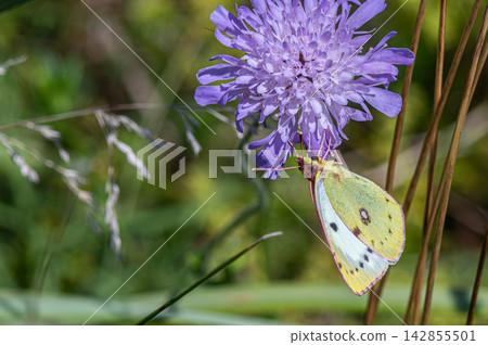 Pale Clouded Yellow butterfly Colias hyale feeding on purple flower during sunny afternoon in a lush meadow Pale Clouded Yellow butterfly Colias hyale feeding on purple flower during sunny afternoon in a lush meadow 142855501