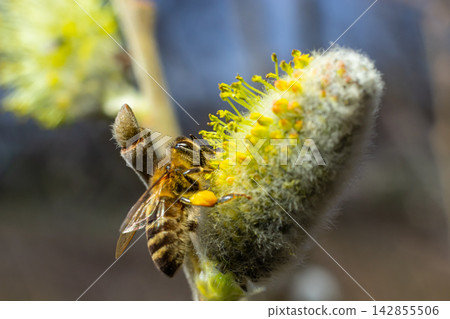 A bee on a branch of a blooming willow A bee on a branch of a blooming willow 142855506