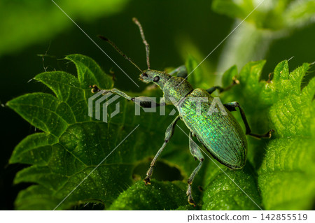 Green weevil on vibrant leaf amidst natural foliage during late afternoon in lush garden of suburban area Green weevil on vibrant leaf amidst natural foliage during late afternoon in lush garden of suburban area 142855519