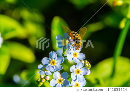 Bee collects nectar from delicate blue flowers under bright sunlight in a vibrant garden Bee collects nectar from delicate blue flowers under bright sunlight in a vibrant garden 142855524