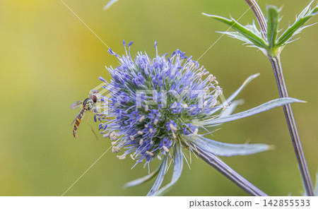 Marmalade hoverfly feeding on blue flower in a vibrant natural setting under soft daylight Marmalade hoverfly feeding on blue flower in a vibrant natural setting under soft daylight 142855533