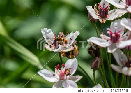 Long hoverfly Sphaerophoria scripta feeding on white flowers during a sunny afternoon in a lush garden Long hoverfly Sphaerophoria scripta feeding on white flowers during a sunny afternoon in a lush garden 142855536