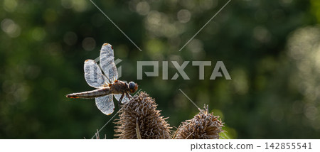 Common darter perched on thistle in a sunlit meadow during late summer afternoon Common darter perched on thistle in a sunlit meadow during late summer afternoon 142855541