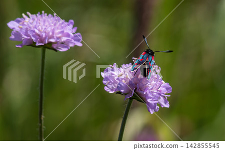Six-spot burnet moth resting on purple flower in a sunny meadow during summer Six-spot burnet moth resting on purple flower in a sunny meadow during summer 142855545