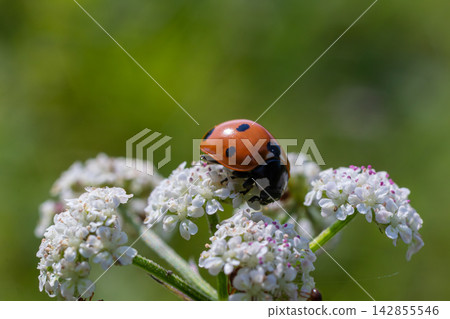 Seven-spot ladybird Coccinella septempunctata feeding on white flowers in a lush green garden during a sunny day Seven-spot ladybird Coccinella septempunctata feeding on white flowers in a lush green garden during a sunny day 142855546