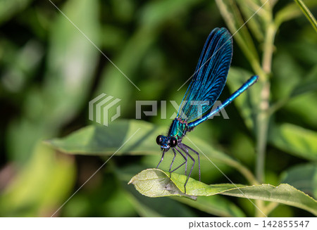 Beautiful Demoiselle perched gracefully on a leaf in a lush garden during a sunny afternoon highlighting its vibrant blue wings Beautiful Demoiselle perched gracefully on a leaf in a lush garden during a sunny afternoon highlighting its vibrant blue wings 142855547