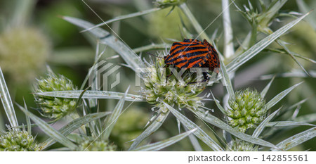 Striped Shield Bug perched on spiky green foliage in a natural habitat during daylight Striped Shield Bug perched on spiky green foliage in a natural habitat during daylight 142855561