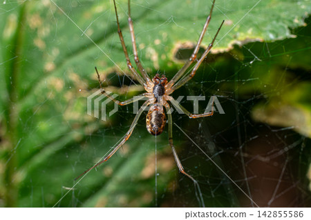 Common candy-stripe spider Enoplognatha ovata resting on a leaf while displaying its web in a lush garden environment during the early morning hours Common candy-stripe spider Enoplognatha ovata resting on a leaf while displaying its web in a lush garden environment during the early morning hours 142855586