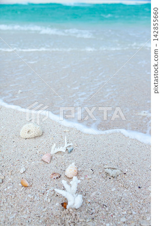 Seashells and coral at the beach Seashells and coral at the beach 142855660