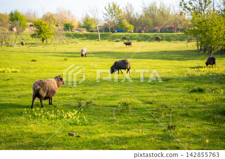 Sheep grazing on green meadow near Cape Arkona on Rugen island in Germany. Peaceful countryside lifestyle and harmony with nature. 142855763