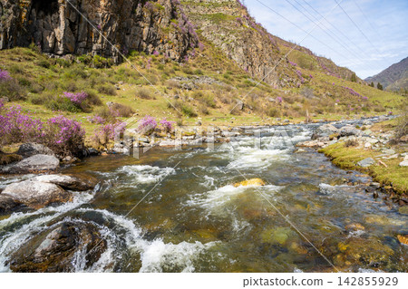 Flowering Moralnik shrub on mountain riverbank in Chuysky Trakt Altai Russia. Siberian plant thriving near freshwater stream in wild landscape. Flowering Moralnik shrub on mountain riverbank in Chuysky Trakt Altai Russia. Siberian plant thriving near freshwater stream in wild landscape. 142855929
