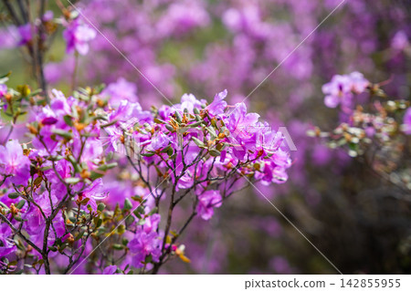 Close up of Flowering Moralnik shrub in the mountains of Chuysky Trakt Altai Russia. Native Siberian plant blooming in mountain landscape. Close up of Flowering Moralnik shrub in the mountains of Chuysky Trakt Altai Russia. Native Siberian plant blooming in mountain landscape. 142855955