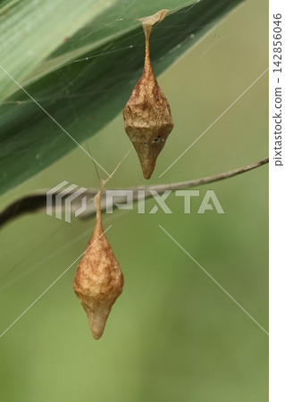 This is a spider, a *Ootori-no-fundamashi*, and its egg sac. It's brown, spindle-shaped, and about three centimeters long to its extended tip. This is a spider, a *Ootori-no-fundamashi*, and its egg sac. It's brown, spindle-shaped, and about three centimeters long to its extended tip. 142856046