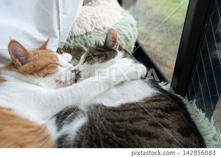 Two cats relaxing by the window Two cats relaxing by the window 142856083