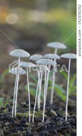 A cluster of small white mushrooms growing from the ground. A cluster of small white mushrooms growing from the ground. 142856202