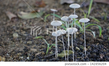 A cluster of mushrooms where tiny lives gather. A cluster of mushrooms where tiny lives gather. 142856204