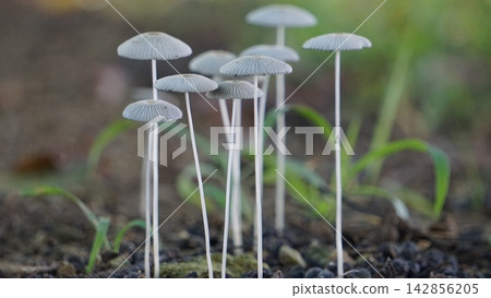 White mushrooms growing from the ground after the rain. White mushrooms growing from the ground after the rain. 142856205