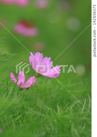 Cosmos Cosmos 142856373