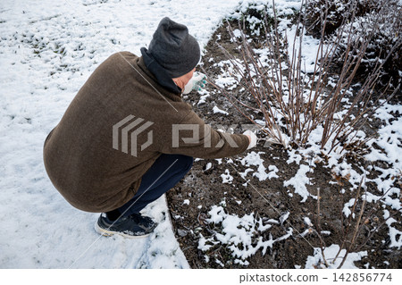 Man pruning garden shrub in snowy winter garden Man pruning garden shrub in snowy winter garden 142856774