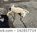 A cat to take a nap 142857714