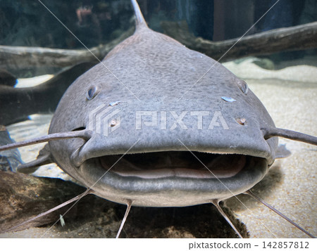 The Amazon River man-eating catfish, the Jau, at the aquarium. The Amazon River man-eating catfish, the Jau, at the aquarium. 142857812
