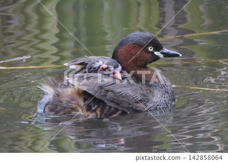 Yay, it's time to go out! A family of grebes is swimming with their chicks on their backs. 142858064