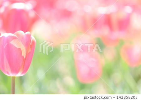 Brilliant tulips Brilliant tulips 142858205