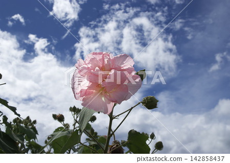 Pink hibiscus flowers blooming towards the autumn sky Pink hibiscus flowers blooming towards the autumn sky 142858437
